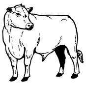 COW013