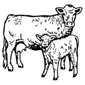 COW030