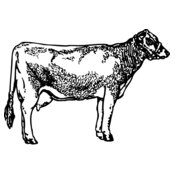 COW033