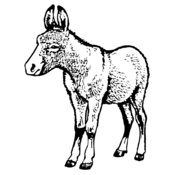 BURRO009