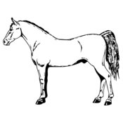 HORSE026