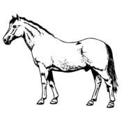 HORSE028