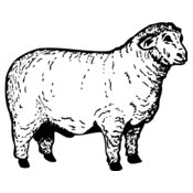 SHEEP012