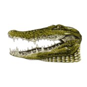 Gator