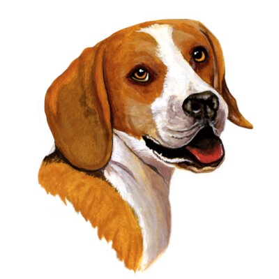 Beagle Dog Color Pose