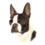Boston Terrier