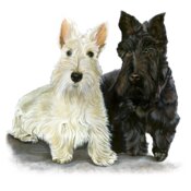 Scottish Terrier