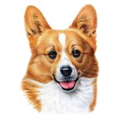 Welsh Corgi