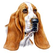 Bassett Hound