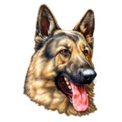 German Shepherd