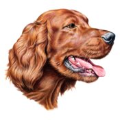 Irish Setter