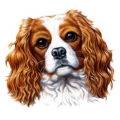 Cavalier King Charles Spaniel