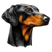 Doberman