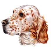 English Setter