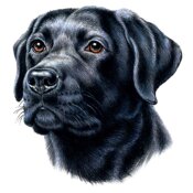 Black Lab