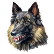 Belgian Tervuren