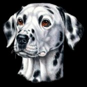 Dalmatian