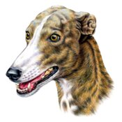 Greyhound