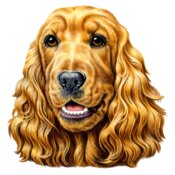 Cocker Spaniel